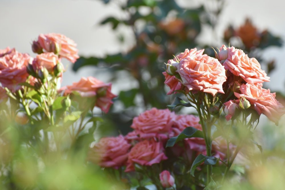 róże ogrodowe